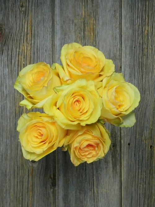 DEJA VU  YELLOW ROSES
